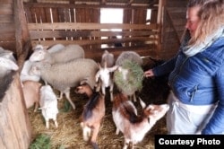 Yulia with the sheep and goats she and her partner purchased in Poland. - Belarusian Couple Restart Cheese Business In Poland